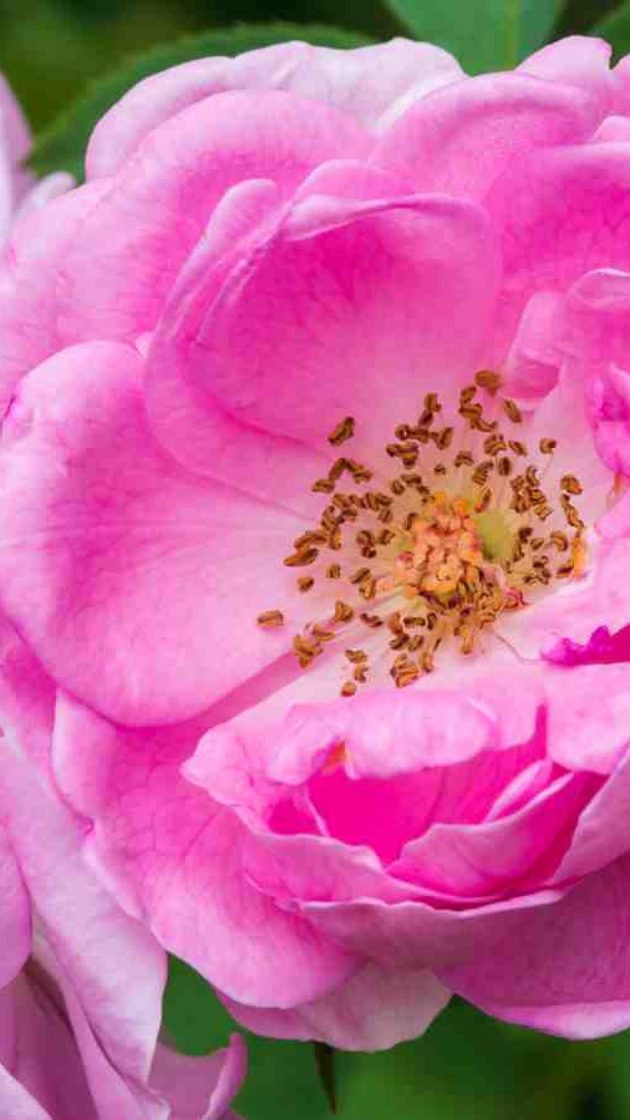 rasa-damascena Rose damascena